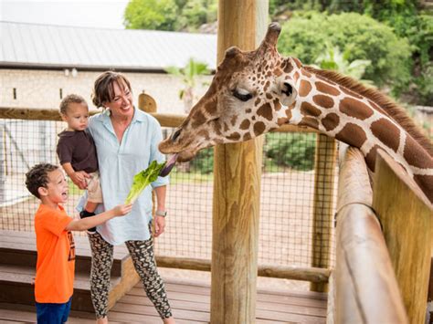 San antonio zoo hours - Admission to San Antonio Zoo is separate and required for entry. Redemption for Members who purchased unlimited carousel rides will occur at the carousel ticket booth. Purchase Tickets. Insider Tips. ... Today's Hours. 3903 N. St. …